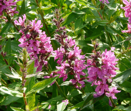 Lythrum salicaria 'Feuerkerze' – Blut-Weiderich