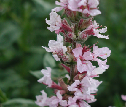 Lythrum salicaria 'Blush' – Blut-Weiderich