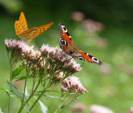 Eupatorium cannabinum – Wasserdost, Kunigundenkraut