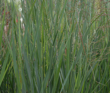 Panicum virgatum 'Heavy Metal' – Bläuliche Rutenhirse