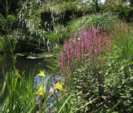 Lythrum virgatum 'Rose Queen' – Ruten-Weiderich