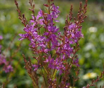 Lythrum virgatum 'Swirl' – Ruten-Weiderich