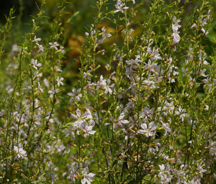Lythrum virgatum 'White Swirl' – Weißer Ruten-Weiderich