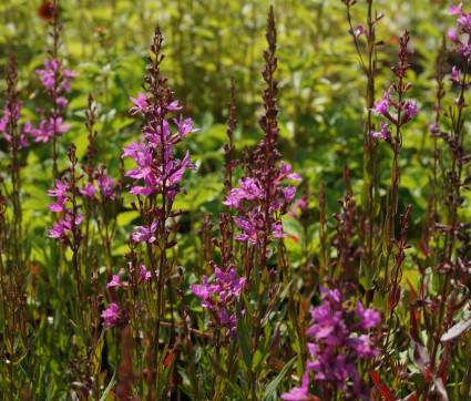 Lythrum virgatum 'Rose Queen' – Ruten-Weiderich