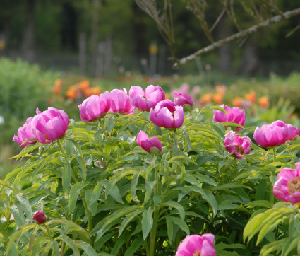 Paeonia officinalis