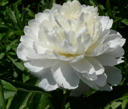 Paeonia lactiflora 'Shirley Temple'