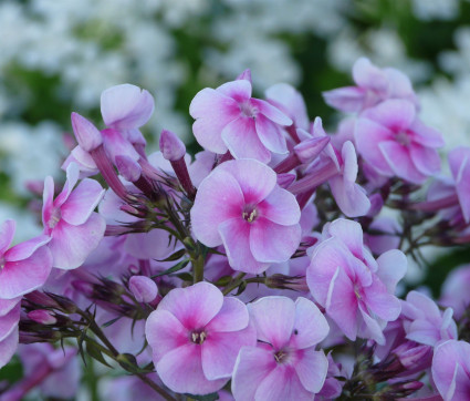 Phlox amplifolia 'Apanatschi'