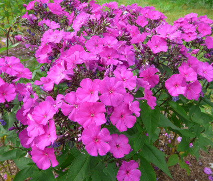 Phlox amplifolia 'Shemeneto'