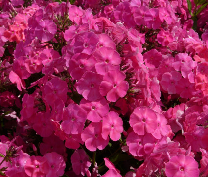 Phlox amplifolia 'Tecumseh' 