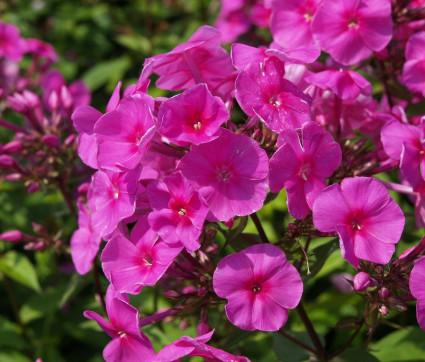 Phlox amplifolia 'Winnetou'