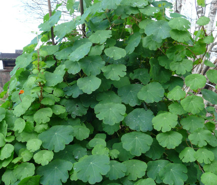 Knollige Kapuzinerkresse (Tropaeolum tuberosum)