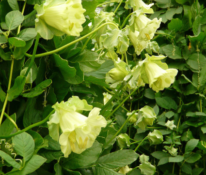 Glockenrebe (Cobaea scandens 'Alba')