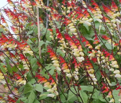 »Spanische Flagge« (Ipomoea lobata)