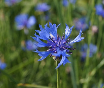 Centaurea cyanus 'Blauer Junge'