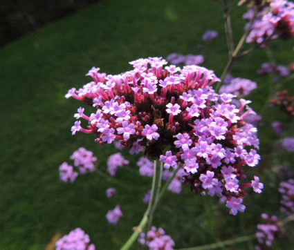 Verbena bonariensis