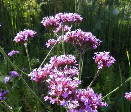 Verbena bonariensis