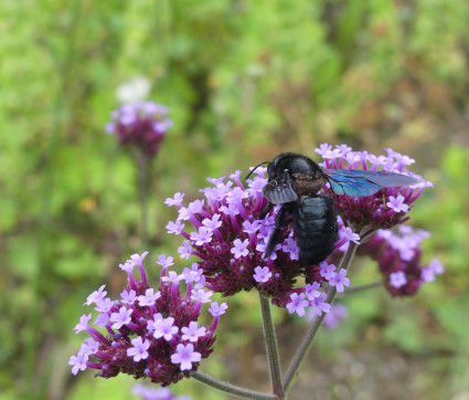 Verbena bonariensis mit Holzbiene