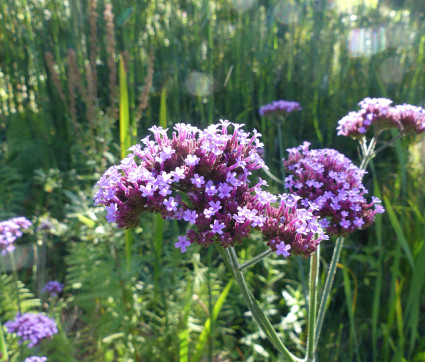 Verbena bonariensis