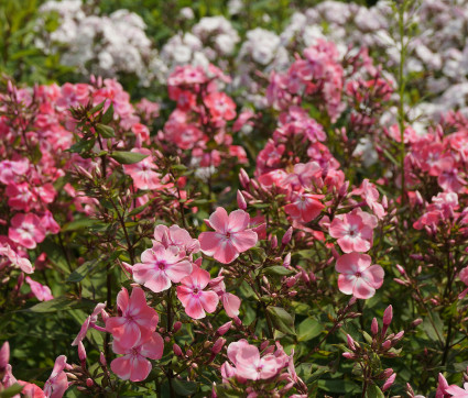 Phlox paniculata 'Eva Foerster' – Hoher Sommer-Phlox