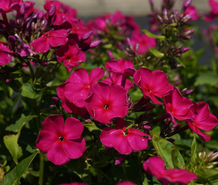 Phlox paniculata 'Kirchenfürst' – Hoher Sommer-Phlox