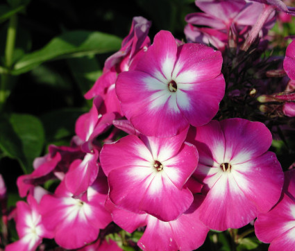 Phlox paniculata 'Wennschondennschon' – Sommer-Phlox