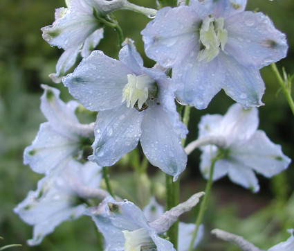 Delphinium Elatum-Hybride 'Gletscherwasser' – Hoher Rittersporn