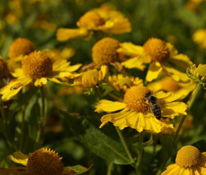 Helenium Hybride 'Kanaria' – Sonnenbraut