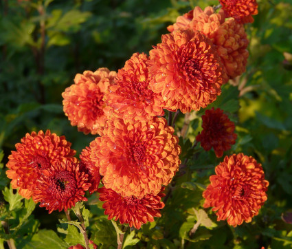 Chrysanthemum Indicum-Hybride 'Rehauge' – Herbst-Chrysantheme