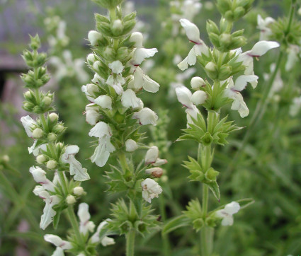 Stachys recta – Aufrechter Ziest