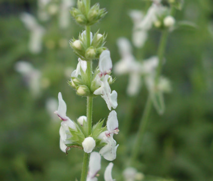 Stachys recta – Aufrechter Ziest