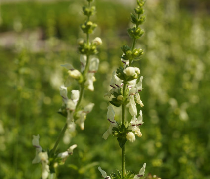 Stachys recta – Aufrechter Ziest