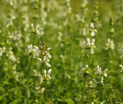 Stachys recta – Aufrechter Ziest