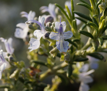 Rosmarinus officinalis 'Prostratus' – Kriechender Rosmarin