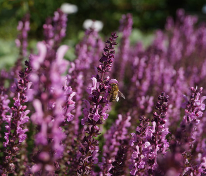 Salvia nemorosa 'Eos' – Steppen-Salbei