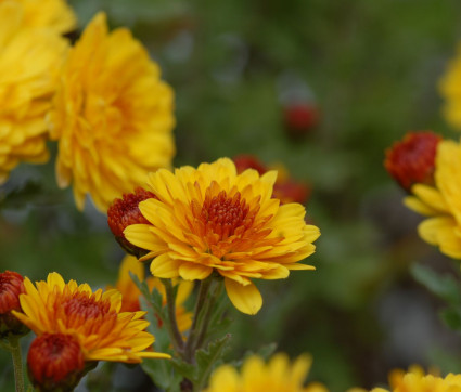 Chrysanthemum Indicum-Hybride 'Bienchen'