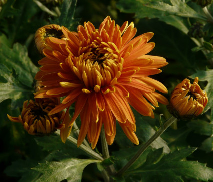 Chrysanthemum Indicum-Hybride 'Ordensstern'