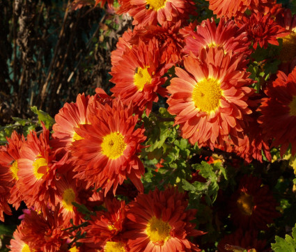 Chrysanthemum Indicum-Hybride 'Schwabenstolz'