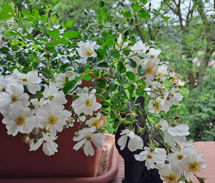 Rosa 'Sternenflor' – Kleinstrauch-Rose, Bodendecker-Rose