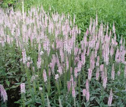 Veronica longifolia 'Pink Damask'