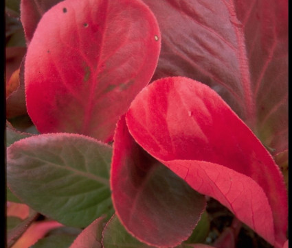 Herbstfärbung von Herbstfärbung von Bergenia Hybride 'Eroica'