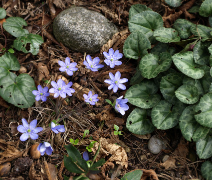 Hepatica nobilis