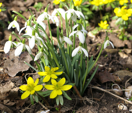 Schneeglöckchen und Winterlinge