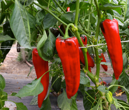 Paprika 'Corno Rosso'