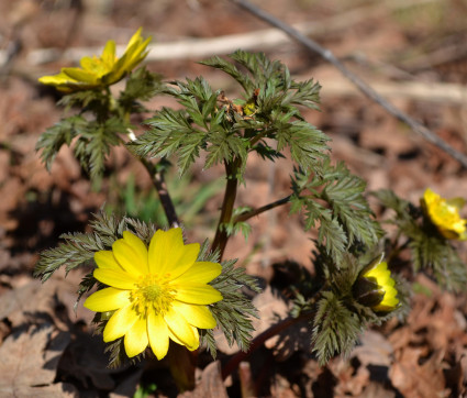 Adonis vernalis – Adonisröschen