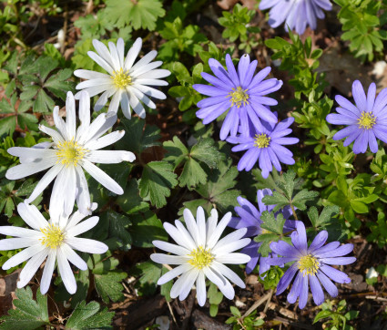 Anemone blanda 