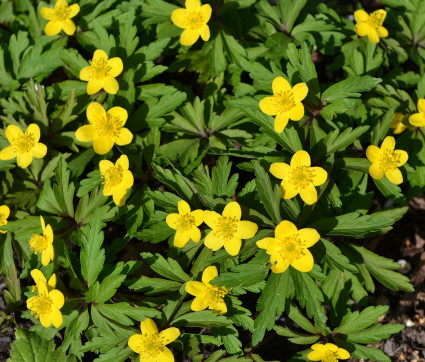 Anemone ranunculoides – Gelbes Windröschen