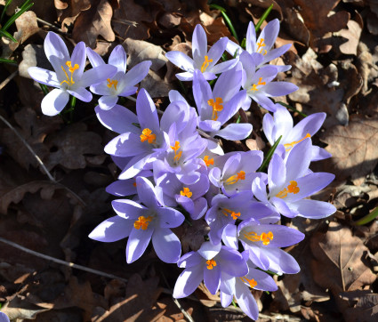 Crocus tommasinianus – Elfen-Krokus, Dalmatiner Krokus