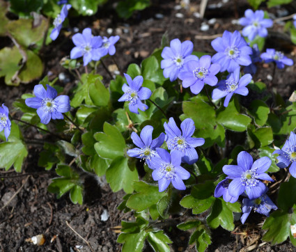 Hepatica transsilvanica – Siebenbürger Leberblümchen