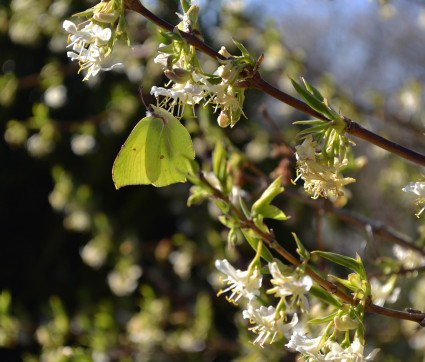 Lonicera x purpusii – Strauchgeißblatt