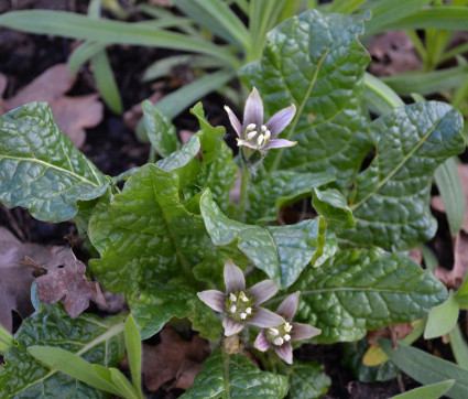 Mandragora officinarum – Alraune